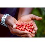 Koala * Ruanda Ngera 200g