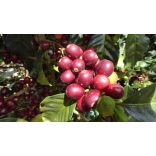 Koala * Manly Espresso 200g