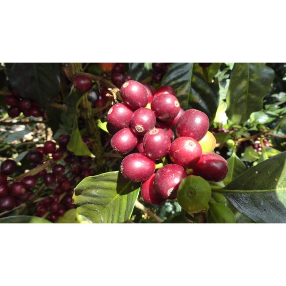 Koala * Manly Espresso 200g